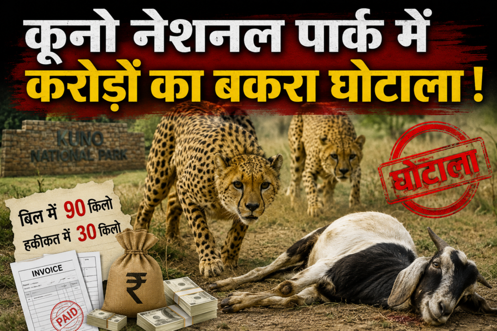 कूनो में ‘बकरा घोटाला ! 30 किलो के बकरे को 90 किलो दिखाकर किया खेल, कांग्रेस नेता ने EOW में की शिकायत, चीतों के भोजन में करोड़ों की गड़बड़ी का दावा