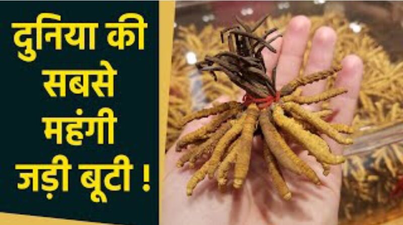Health Tip: हिमालय का ‘हिमालयन गोल्ड’ कीड़ा जड़ी, क्या सचमुच कई गंभीर बीमारियों में कारगर है ? जानिए क्या कहती है रिसर्च